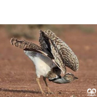 گونه میش مرغ Great Bustard